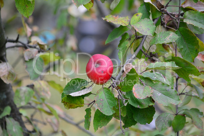 Red ripe apple in the centre