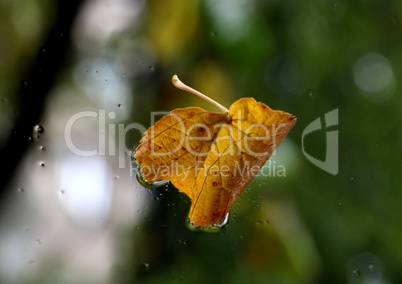 fallen leaf