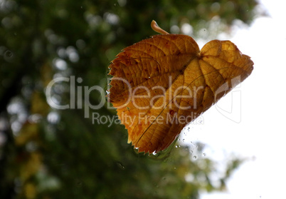 fallen leaf