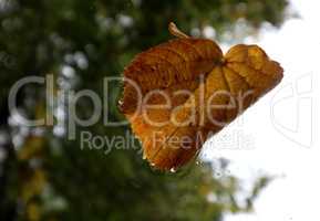 fallen leaf