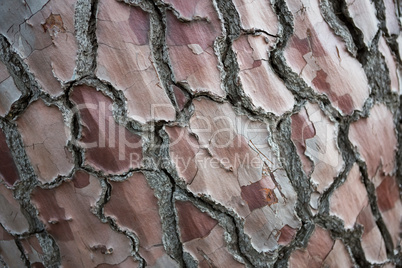 Close-up of tree bark