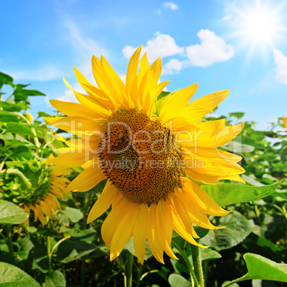 Sunflower flower against the blue sky and sun