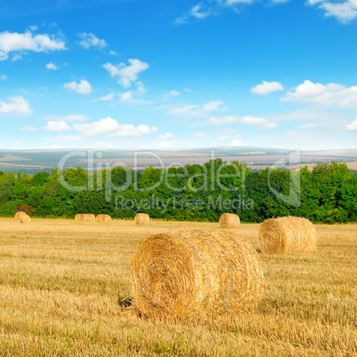 Straw bales on a wheat field and blue sky