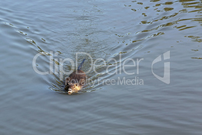 Nutria