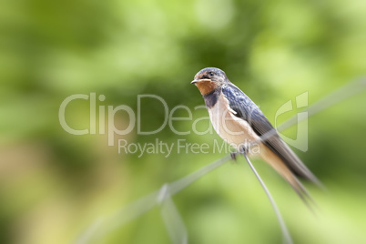 Rauchschwalbe - Hirundo rustica