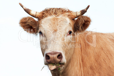 Head of eating cow