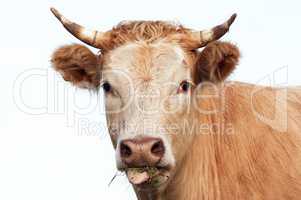 Head of eating cow