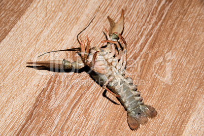 Alive crayfish isolated on wood background.