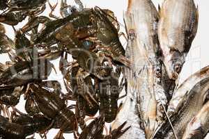 Dry fish and alive crayfish on white background.