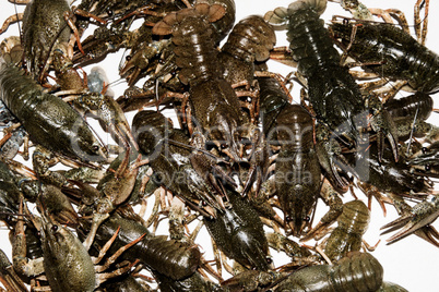 Alive crayfish isolated on white background.