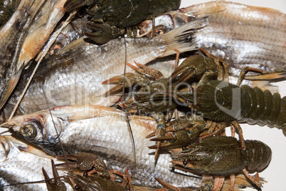 Dry fish and alive crayfish on white background.