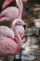 Chilean flamingo, Phoenicopterus chilensis