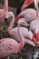 Chilean flamingo, Phoenicopterus chilensis