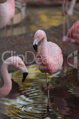 Chilean flamingo, Phoenicopterus chilensis