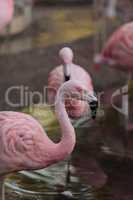 Chilean flamingo, Phoenicopterus chilensis