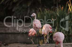 Chilean flamingo, Phoenicopterus chilensis