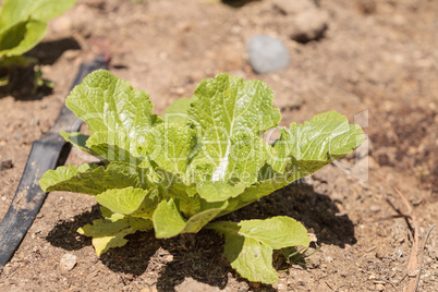 Chinese Cabbage