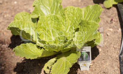 Chinese cabbage