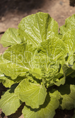 Chinese cabbage