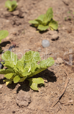 Chinese cabbage