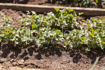 Cilantro growing in an organic vegetable garden
