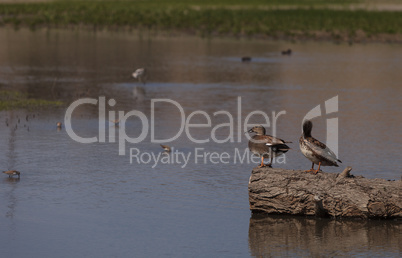 Cinnamon teal duck, Anas cyanoptera