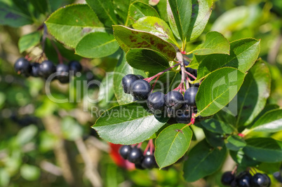 Apfelbeere - bunch of black chokeberry