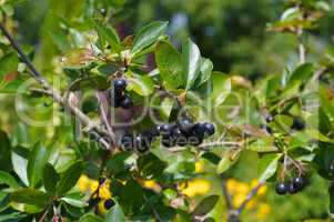 Apfelbeere - bunch of black chokeberry