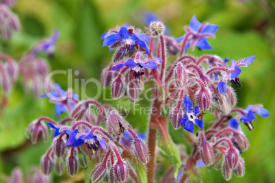 Borretsch - borage is blooming in blue