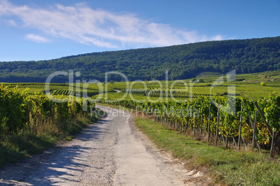 Weinberge im Elsass - Vineyards in Alsace, France