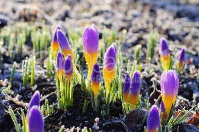 Krokus sieberi Firefly - the Crocus sieberi Firefly