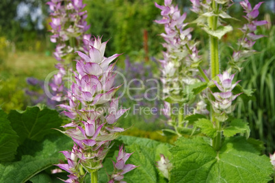 Muskatellersalbei - clary sage plant in garden