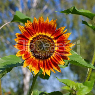 Sonnenblume im Sommer - sunflower in summer
