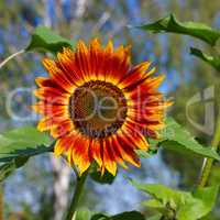Sonnenblume im Sommer - sunflower in summer