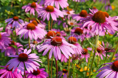 Purpur-Sonnenhut - Purple coneflower, nice pink summer flower