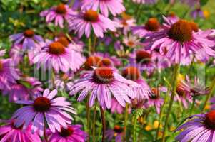 Purpur-Sonnenhut - Purple coneflower, nice pink summer flower