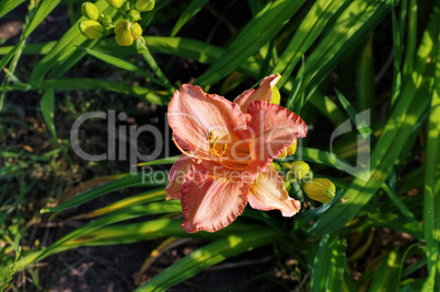 Taglilie Adancing Chiva- daylily of the species Adancing Chiva