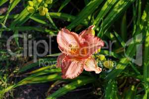 Taglilie Adancing Chiva- daylily of the species Adancing Chiva
