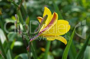 Taglilie der Sorte Corky - daylily of the species Corky