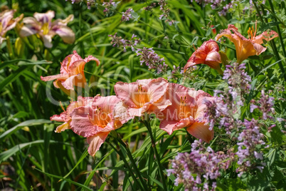 Taglilie Dancing Chiva- daylily of the species Dancing Chiva