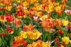 Tulpenbeet in gelb und rot - bed of tulips in red and yellow