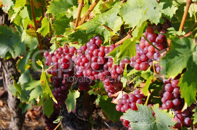 Weintraube rot - red grapes in fall