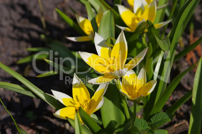 Wildtulpe Tulipa tarda - wild tulip Tulipa tarda