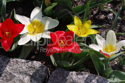 Wildtulpe Tulipa kaufmanniana - wild tulip Tulipa kaufmanniana