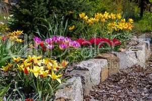Wildtulpenbeet - flowerbed with wild tulips