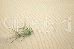 grass on sand