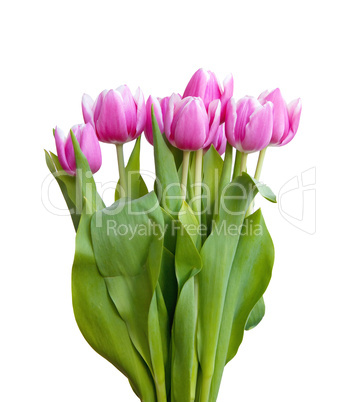 pink tulips