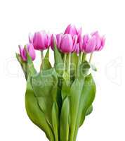 pink tulips