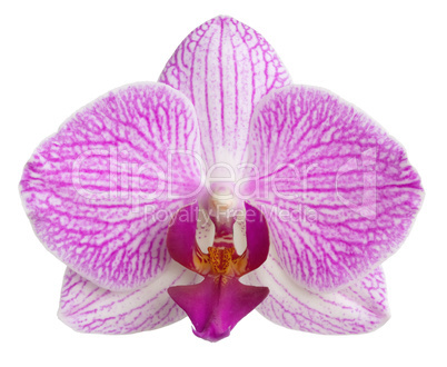 orchid flower