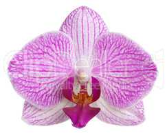 orchid flower